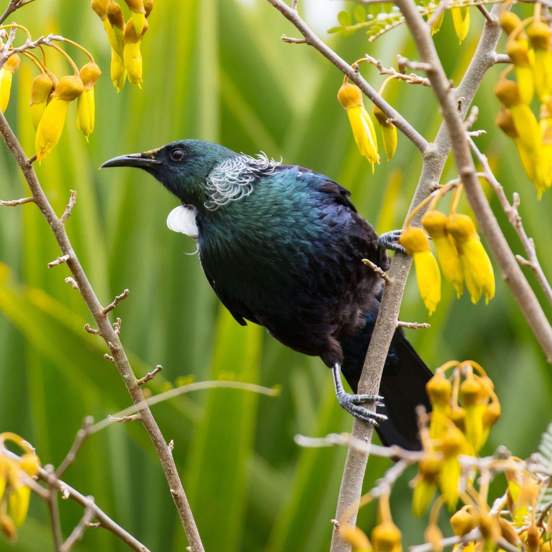 The Beauty of NZ Native Blooms – Flowers To Auckland