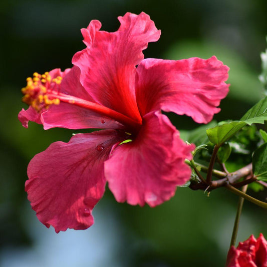 Seasonal Flower Guide: Summer Flowers